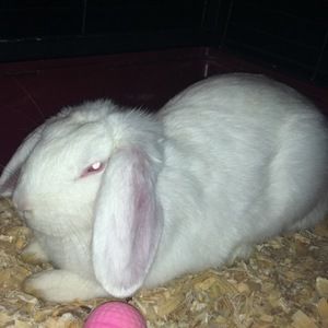 Meet your Posher, Selena